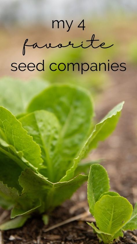 Close up photo of lettuce growing out of the ground with text above reading “my 4 favorite seed companies” Seed Companies, Seed Pack, Seed Company, Organic Gardening Tips, Heirloom Seeds, Seed Packets, Flower Tops, Seed Starting, Top 4