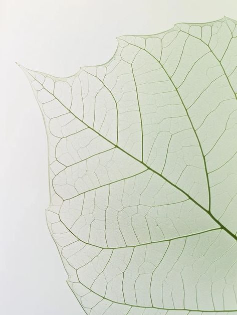 The image is a close-up of a leaf skeleton. The leaf skeleton is white and has a網格狀的脈絡 ->> more details in ai-img-gen.com Leaf Skeleton Photography, Leave Skeleton, Leaf Skeleton, The Leaf, Wabi Sabi, Skeleton, Close Up, White, Quick Saves