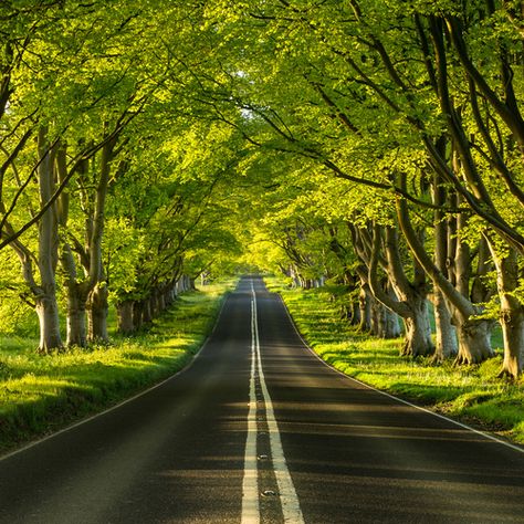 Beech Avenue ~ Dorset , England. Photo by Paul Wynn-Mackenzie Tree Tunnel, World Most Beautiful Place, Long Driveways, Dorset England, Beautiful Roads, Scenic Roads, Drifting Cars, Road Less Traveled, On The Road Again