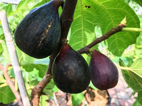 Fig Varieties, Desert King, Fig Trees, Unique Facts, Thick Skin, Fig Tree, Amber Color, Botany, Fig