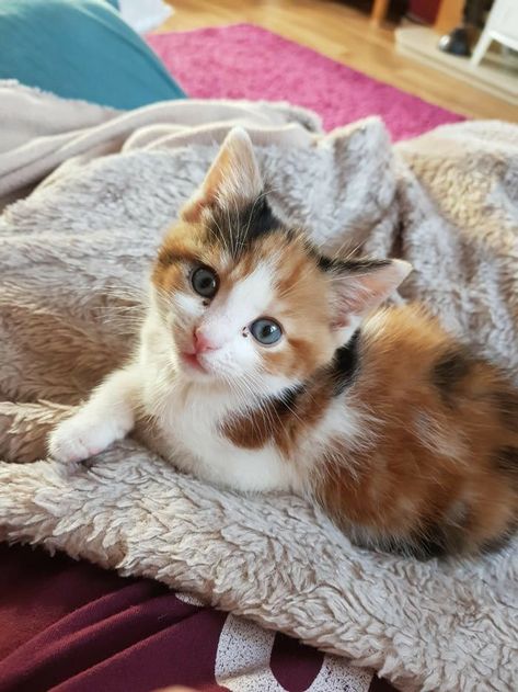 Calico Cats, Cele Mai Drăguțe Animale, Calico Kitten, Söt Katt, Cat Ideas, Kittens And Puppies, Cute Cats And Kittens, Cute Cats And Dogs