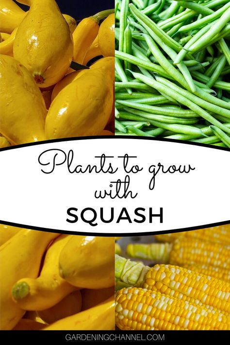 Learn more about how to design garden layouts with squash plants. Follow these tips on companion planting and discover the Three Sisters gardening method. #gardeningchannel #gardening #vegetablegardening #organicgardening #growingsquash Squash Companion Planting, Three Sisters Planting, Squash Companion Plants, Corn And Squash, Planting Raised Garden Beds, Growing Cucumbers Vertically, Growing Squash, Companion Planting Chart, Cold Frames