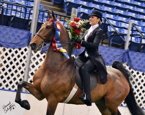 Saddleseat Riding, Saddleseat Equitation, Equestrian Saddle, Saddlebred Horses, We Are Not The Same, Coming Soon Landing Page, Horse Crazy Girl, English Tack, Famous Horses