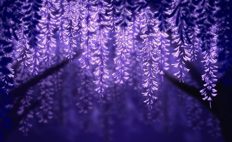 Wisteria Aesthetic Wallpaper, Purple Background Landscape, Purple Aesthetic Desktop Wallpaper, Bg Images, Discord Themes, Notion Aesthetic, Purple Wisteria, Purple Flowers Wallpaper, Wallpaper Computer