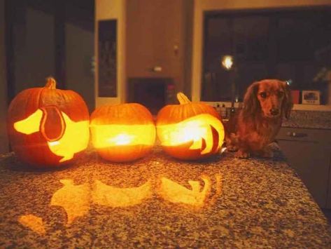 Dog Pumpkin Carving, Funny Pumpkin Carvings, Amazing Pumpkin Carving, Dog Pumpkin, Pumpkin Carving Designs, Fun Pumpkins, Pumpkin Carvings Stencils, Funny Pumpkins, Halloween Pumpkins Carvings