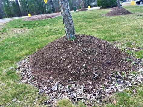 Tree Care: Helping Trees Recover from Mulch Volcanos - The Edge from the National Association of Landscape Professionals Tree Mulch, Tree Stem, Root Rot, Arbour Day, Tree Care, Root System, Do It Right, Landscape Trees, Feel Inspired