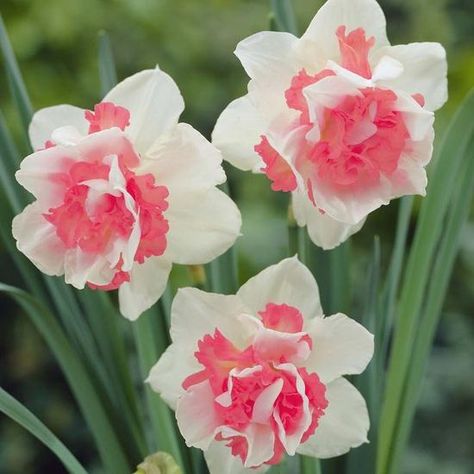 Pink Daffodils! Pink Daffodils, Black Thumb, Daffodil Bulbs, Daffodil Flower, Spring Bulbs, No Rain, Deco Floral, Bulb Flowers, Beautiful Blooms