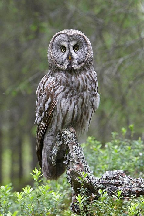 Great Grey Owl Photography, Great Gray Owl, Owl Hoodie, Owl Species, Owl Photography, Grey Owl, Great Grey Owl, Beautiful Butterflies Art, Owl Photos