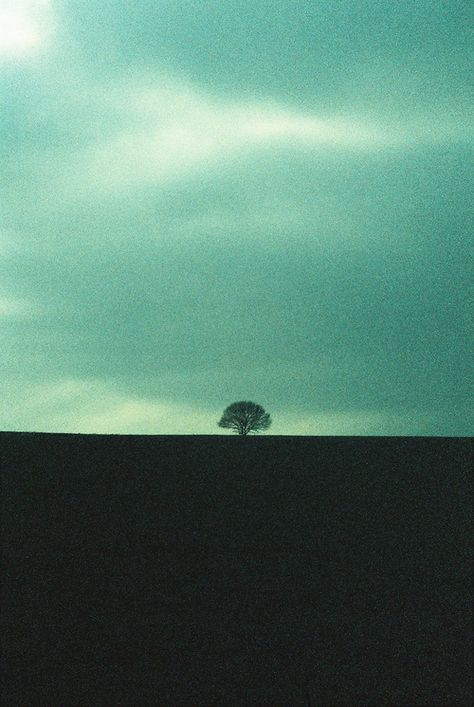 Lone Tree, Tree Hugger, Nature Tree, Landscape Trees, Soft Grunge, Color Photography, Beautiful World, Painting Inspiration, Tree Of Life