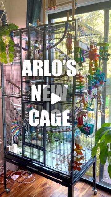 Arlo on Instagram: "Not a sponsor, I just really love this cage and so does Arlo! 🦜♥️ you can find the link in my story highlight, “Arlo’s Toys!”  @exoticnutrition for quality bird cages @reikizenbirdshop for the piñata toy and fountain!  #birds #parrots #birdcages #pets #petbird #conure #conuresofinstagram #conuresonly #conuresofig #parrotsofinstagram #parrotslife #parrotcage #cockatiel #budgie #quakerparrot" Bioactive Bird Cage, Cage Ideas For Birds, Parrot Cage Decoration Ideas, Parrot Cages Ideas, Budgies Bird Cage, Conure Cage Setup Ideas, Cockatiel Cage Setup Ideas, Sun Conure Cage Setup, Parrot Cage Ideas Design