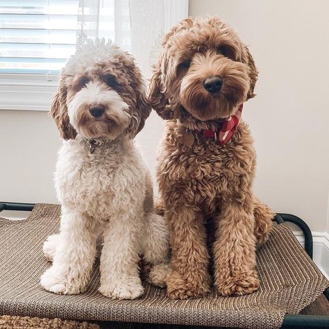 Curly Doodle Haircut Styles, Light Brown Goldendoodle, Doodle Haircut Styles, Brown Doodle Dog, Mini Goldendoodle White And Brown, Labdoodle Labradoodles, Goldendoodle With Bow, Goldendoodle Haircuts, Goldendoodle Grooming