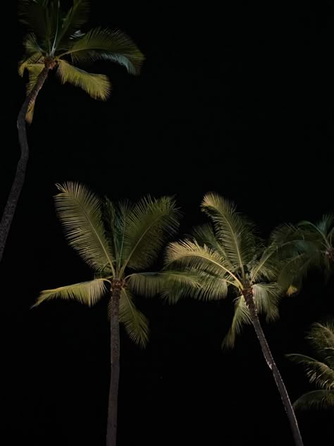 Daniel Silva, Dark Luxury, Hot Summer Nights, Feed Insta, Wallpaper For Phone, Coconut Tree, Instagram Highlights, Island Life, Green Aesthetic