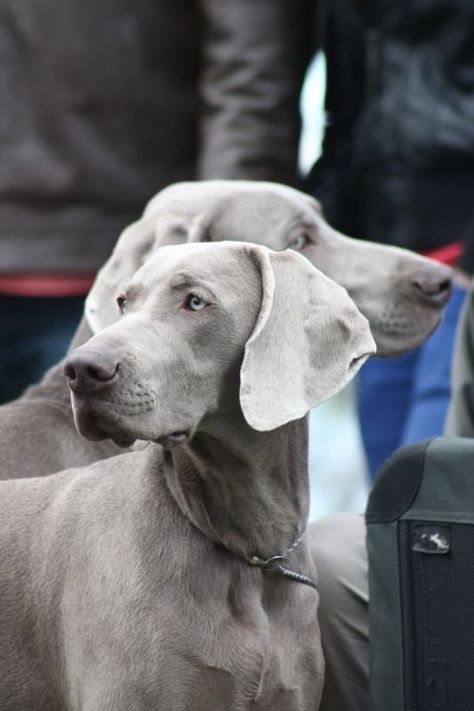 Blue Weimaraner, Weimaraner Puppies, Gray Dog, Weimaraner Dogs, Golden Puppy, Photography Studios, Grey Dog, Smart Dog, Sporting Dogs