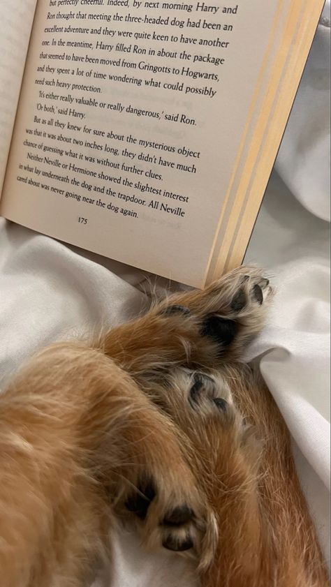 Reading With Dog Aesthetic, Dog Mom Vision Board, Dog Paws Aesthetic, Dogs And Books Aesthetic, Working With Dogs Aesthetic, Dog Love Aesthetic, Dog Paw Aesthetic, Brown Dog Aesthetic, Vision Board Dog