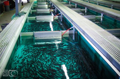 Fish Farming Ponds, Poultry Farm Buildings, Architecture Jobs, Fish Farm, Fish Hatchery, Aqua Culture, Farming Business, Eco City, Plans Architecture