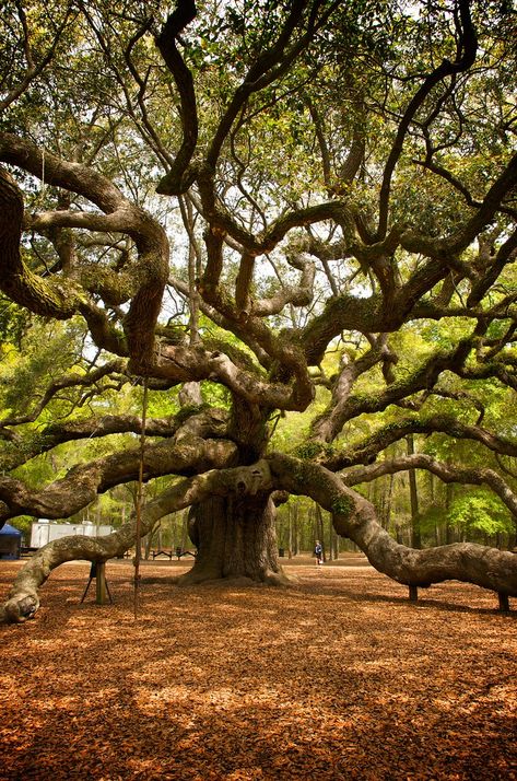 Angle Oak Tree, Nature, Giant Oak Tree, Oak Tree Drawing Sketch, Oak Tree Aesthetic, Southern Live Oak Tree, Beautiful Tree Drawing, Angel Oak Tree, Large Oak Tree