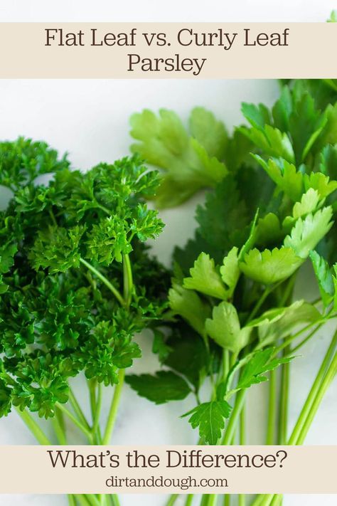 A bundle of curly leaf parsley and a bundle of flat leaf parsley. What To Do With Extra Parsley, Curly Parsley Recipes, Italian Parsley Recipes, Flat Leaf Parsley Recipes, How To Use Parsley, Ways To Use Fresh Parsley, Cilantro Benefits, Flat Leaf Parsley Plant, Fresh Parsley Recipes