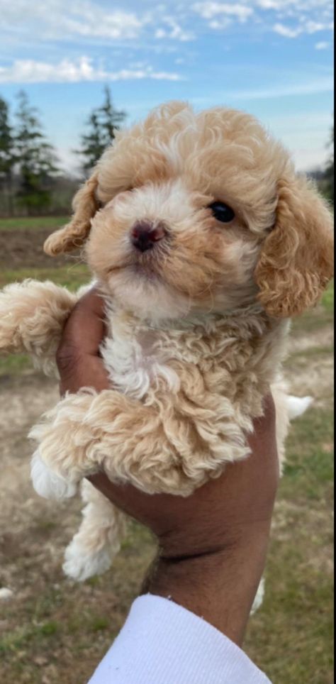 Bichon Poodle Puppies, Poodle Cross Breeds, Bichon Poodle Mix, Terrier Poodle Mix, Bichon Poodle, Poodle Mix Breeds, Poodle Mix Puppies, Poodle Mix Dogs, Mini Poodle