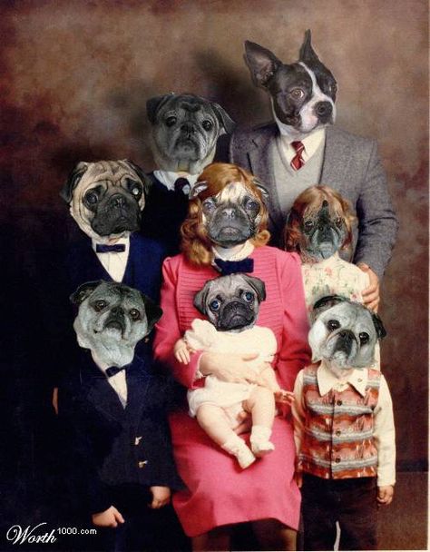 Sir Puppy family Funny Pugs, Pug Dogs, Big Pizza, Pugs And Kisses, Pug Pictures, Pug Art, Pizza Pie, Pugs Funny, Cute Pugs