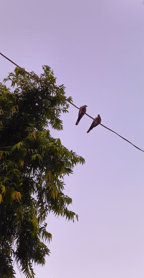 Sky And Birds Aesthetic, Couple Birds Photography, Aesthetic Tumblr Backgrounds, Bird Couple, Birds Photography Nature, Birds In The Sky, Instagram Layout, Sunset Canvas, Darjeeling