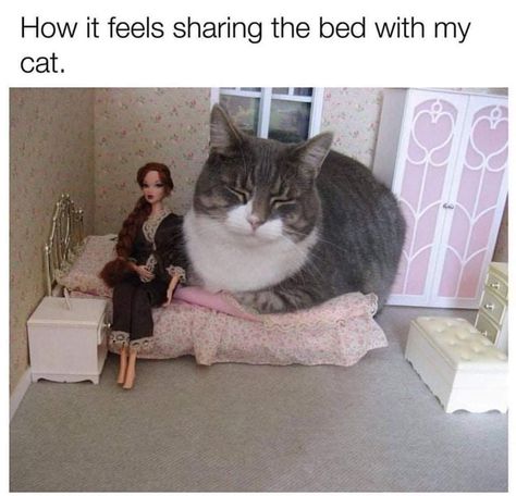 Funny Animal Quotes, Cat Parenting, Cat Pictures, Funny Animal Jokes, Cute Cat Gif, Memes Humor, Funny Cat Memes, Funny Animal Memes, Animal Jokes