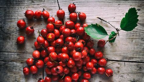 11 Amazing Health Benefits Of Hawthorn Berries Hawthorn Berries, Benefits Of Berries, Hawthorn Berry, Berry Tea, Tea Benefits, Healing Herbs, Natural Health Remedies, Medicinal Herbs, Medicinal Plants