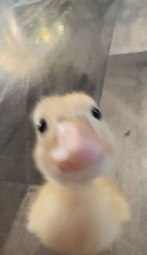 Cursed Duck, Duck Teeth, Cute Wallpapers Ipad, Cute Duck Wallpaper, Ducks Wallpaper, Duck Aesthetic, Duck Pfp, Funny Ducks, Silly Duck