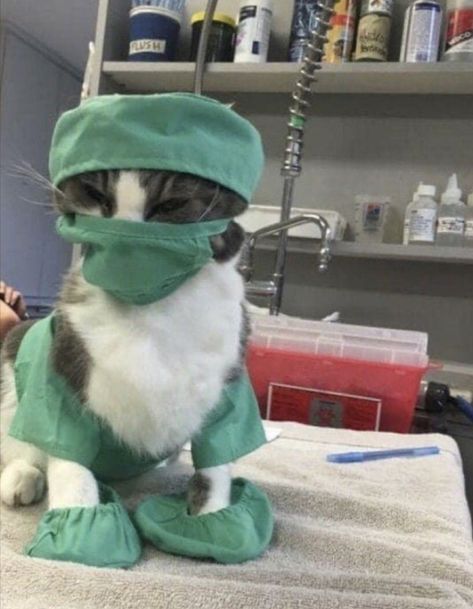 Vet Pictures, Doctor Cat, Cat Scan, Vet Medicine, Vet School, Vet Med, Silly Cats, A Doctor