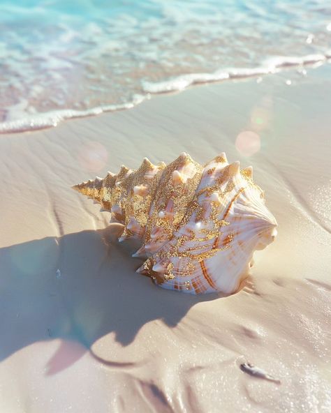 Shells ... . . #shells #sea #diamond #gold #beach Beach Shells Aesthetic, Shells Aesthetics, Shell On Beach, Aesthetic Shells, Shells Aesthetic, Shell Images, Diamond Aesthetic, Beach Shells, Midnight Rose