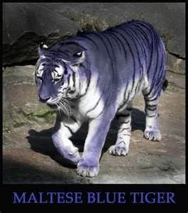 Maltese Tiger Maltese Tiger, Chinese Tiger, Blue Tiger, Blue Tigers, Rare Animals, Weird Animals, Animal Planet, Exotic Pets, Beautiful Cats