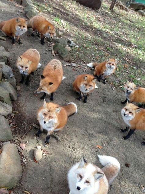 Fox village Fox Village Japan, Miyagi Prefecture, Japan Prefectures, Japanese Fox, Japanese Village, City Japan, Petting Zoo, Unusual Animals, Animal Sanctuary