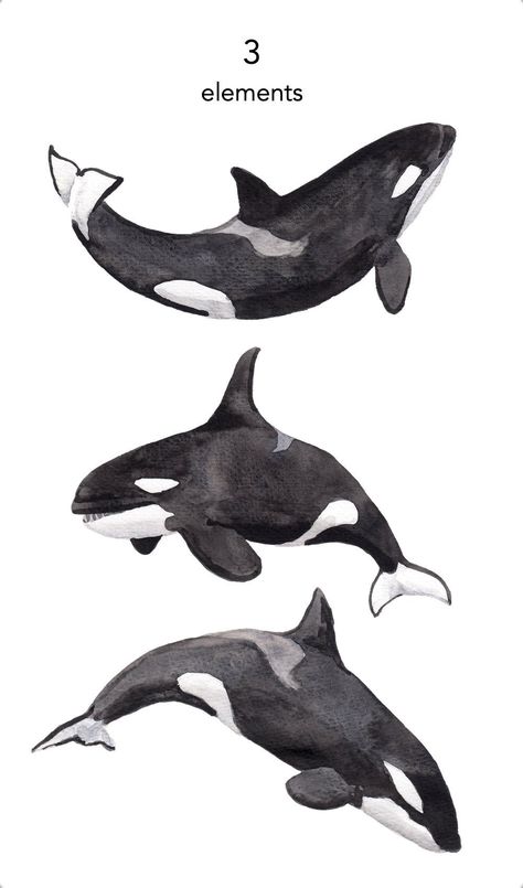 Marine Animal Art, Orca Sketches, Orca Sketch, Orca Whale Drawing, Orca Clipart, Orca Whale Painting, Killer Whale Drawing, Ocean Animals Drawing, Orca Drawing