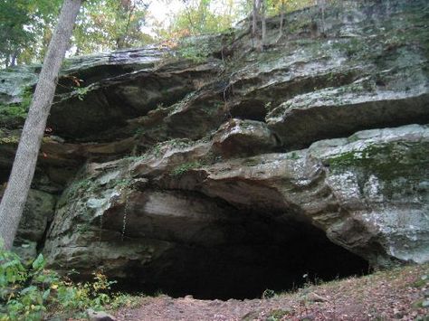 Shawnee National Forest in Harrisburg, IL  Has so many things to visit...Garden of the Gods, Cave in Rock, The Little Grand Canyon, Heron Pond, Pomona Natural Bridge, & Ferne Clyffe Waterfall Hike. There's fishing, hunting, hiking, horse back riding, boating & so much more. Natur Tattoo Arm, Shawnee National Forest, Waterfall Hike, Hunting Diy, Waterfall Hikes, She Wolf, Colorado Hiking, Natural Bridge, Rocky Mountain National