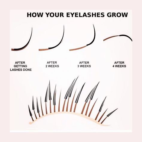 Metro Detroit Beauty + Medspa on Instagram: “This is a great visual of why you need lash “fills” and how your lashes grow out with extensions. During your fill appointment, we’ll…” Outgrown Lash Extensions, Lash Extension Course, Lash Extension Beginner Tips, Lash Extension Marketing, Lash Technician Aesthetic, Lash Extensions Content, Model Needed Post, Lashing Aesthetic, Lash Extensions Instagram Post