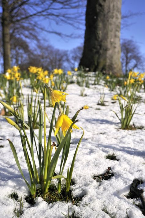 Daffodill in Spring Snow. Spring Yellow Daffodills in Melting Snow #Sponsored , #SPONSORED, #AD, #Spring, #Melting, #Daffodills, #Daffodill Nature, Melting Snow, Spring Snow, Rare Features, Spring Images, Spring Yellow, Snow Melting, Spring Projects, Cold Spring