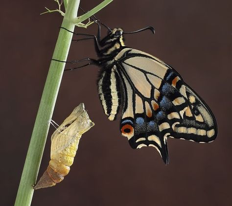 Anise Swallowtail Butterfly Hatched Butterfly Hatching, Swallowtail Butterfly, Native Plants, Insects