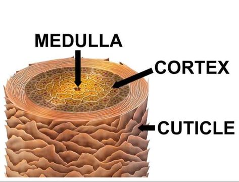 Hair Diagram, Removing Permanent Hair Color, Hair Science, Hair Facts, Stop Hair Breakage, Growing Your Hair Out, Underarm Hair Removal, Color Your Hair, Permanent Hair Color