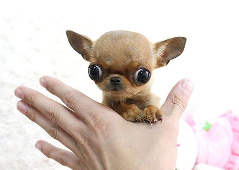 Teacup Chihuahua Puppies | Recent Photos The Commons Getty Collection Galleries World Map App ... Small Chihuahua, Pug Puppies For Sale, Micro Teacup Puppies, Black Pug Puppies, Teacup Chihuahua Puppies, Cute Teacup Puppies, Baby Chihuahua, Chihuahua Puppy, Teacup Chihuahua