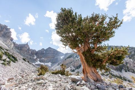 They slowly grow and they slowly die: A Bristlecone pine was found to be an astonishing 5,065 years old Bristlecone Pine Tree, National Parks America, Yosemite Camping, Bristlecone Pine, Great Basin National Park, New River Gorge, Great Basin, Live Tree, National Parks Usa