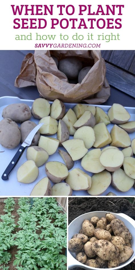 How To Plant Seed Potatoes, When To Grow Potatoes, Best Way To Plant Potatoes, What To Plant With Potatoes, Potatoe Planting How To Grow, Potatoes In Buckets How To Grow, How To Sprout Potatoes For Planting, How To Plant Potatoes In A Container, Planting Potatoes From Old Potatoes