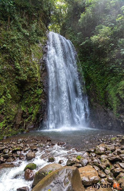 El Tigre Waterfalls Hike Monteverde https://mytanfeet.com/activities/el-tigre-waterfalls-monteverde/ Monteverde, Costa Rica, Costa Rica With Kids, Monteverde Costa Rica, Waterfall Park, Living In Costa Rica, Costa Rica Beaches, Waterfall Trail, Costa Rica Vacation