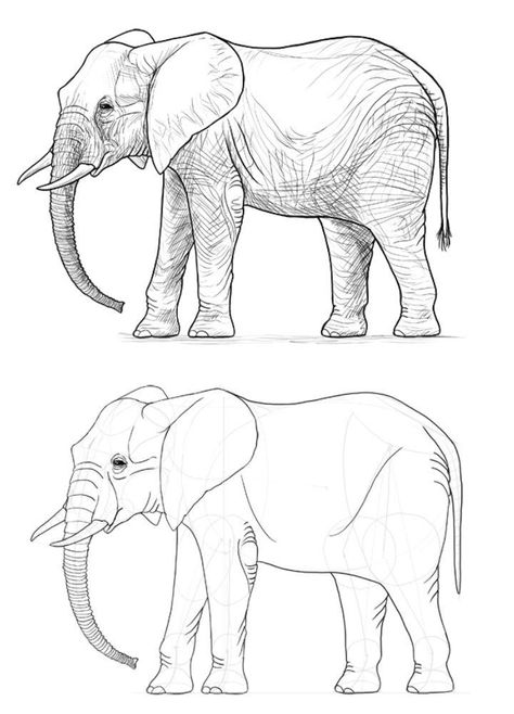 25 Easy Elephant Drawing Ideas - How to Draw an Elephant Elephant Drawing Reference, Animals Drawing Reference, Elefante Drawing, Elephant Sketch Simple, Drawing Sketches Animals, Asian Elephant Drawing, How To Draw Elephant, Elephant Pictures Art, Drawing Ideas Outlines