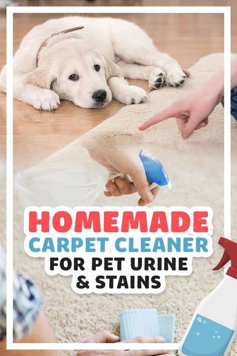 Cleaning Dog Pee, Homemade Carpet Cleaner Solution, Diy Carpet Cleaning Solution, Best Carpet Cleaning Solution, Homemade Carpet Cleaner, Cleaning Pet Urine, Homemade Carpet Cleaning Solution, Pet Urine Smell, Remove Pet Stains