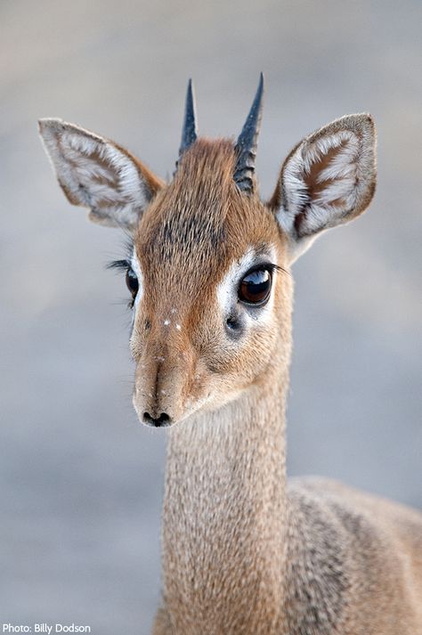 People are the dik-diks’ biggest threat—they have long hunted them, setting snares along their paths. Small bones from their legs and feet are used in traditional jewelry. Their skins are often made into suede for gloves. But these small ungulates are far too cute for such a terrible fate! Weird Looking Animals, Small Bones, Animals Activities, Dik Dik, Strange Animals, Stranger Than Fiction, Animal Activities, Unusual Animals, About Animals