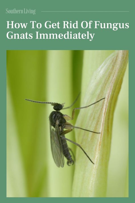 Fungus gnats are a common pest among houseplants. These small flies tend to go unnoticed at first, slowly building their populations by laying eggs on the soil of our container plants. Their larvae feed on fungi and organic matter in our potting soil and nibble on plant roots as well. As much as we'd like, they don't go away on their own. Fortunately, fungus gnats are more of a nuisance than anything. And they are easy to control. Learn how to get rid of fungus gnats and apply these strategies to avoid having problems with them in the future. #gardenideas #gardening #pests #fungusgnats #gnats Fungus Gnats, Southern Living Plant Collection, Southern Living Plants, Culture Quotes, Plant Zones, Southern Garden, Plant Problems, Fruit Flies, Creative Gardening