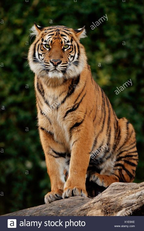 Tiger Sitting, Tiger Photography, Panthera Tigris, Tiger Artwork, Sumatran Tiger, Tiger Pictures, Big Animals, Tiger Art, Majestic Animals