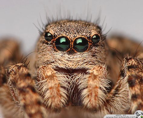 I'm all eyes. Scary Spiders, Spider Fact, Spider Face, Tiny Spiders, Spider Venom, Spider Species, Get Rid Of Spiders, Jumping Spiders, Big Spiders