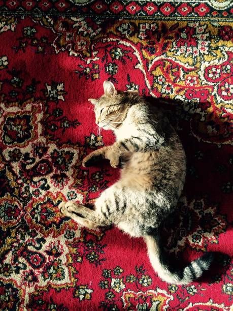 Carpet Photography, Arab Aesthetic, Cat Stock, Wallpaper Green, Authentic Rugs, Cat Photography, Fluffy Cat, Persian Cat, Sweet Nothings