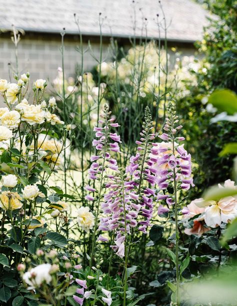 A Rambling, Romantic Garden For A Third Generation Farmhouse Suburban Garden, Jude The Obscure, Berry Garden, Seaside Garden, North Garden, Dahlias Garden, Country Living Magazine, English Cottage Garden, Flower Farmer