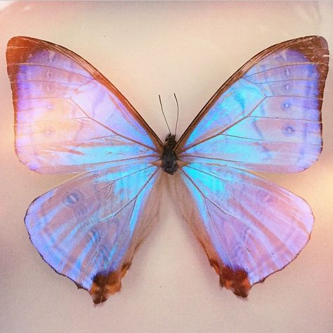 Pretty Butterflies, Pastel Butterfly, Translucent Butterfly, Iridescent Animals, Dreamy Butterfly, Real Butterfly Aesthetic, Iridescent Butterfly, Blue Morpho Butterfly Aesthetic, Papillon Butterfly